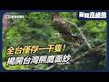 全台僅存一千隻！紀錄片導演梁皆得 揭開「熊鷹」的神祕面紗｜新聞高峰會 島嶼森林史詩｜華視新聞 20260531｜熊鷹