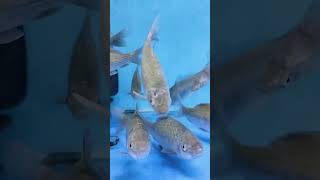 Download Lagu Ikan melem#ikan #ikanairtawar#ikanmelem #shots #shortvideo MP3