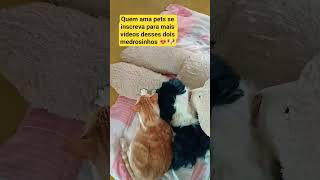 Nós temos muito medo de ficar sozinhos em casa🙀🐶 #lovepets #petshorts
