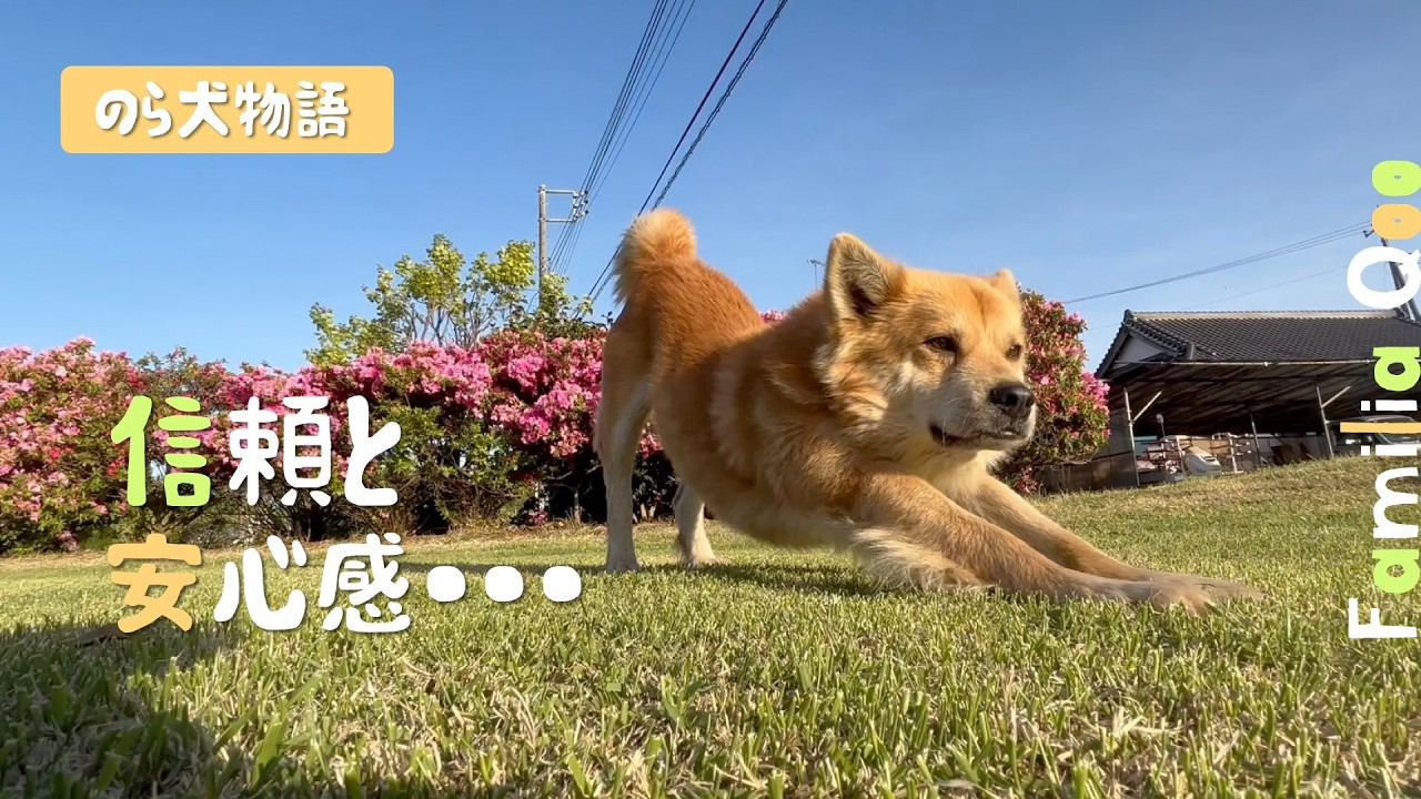 Touching] The ultimate sense of security for a stray dog