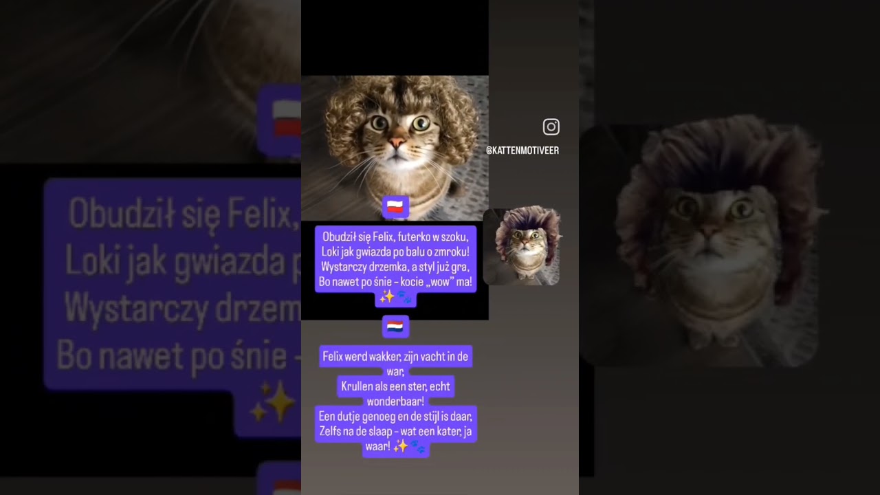 😸🫶😘Felix werd wakker, zijn vacht in de war,Krullen als een ster, . #voorjou #felix #funny #haar