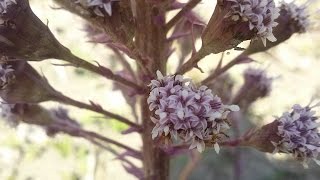 Farfaraccio maggiore (Petasites hybridus) officinalis