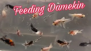 Feeding Black Damekin Goldfish