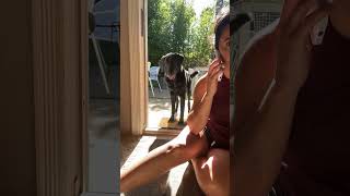 Dog Pays Attention to Owner’s Fake Phone Conversation as She Says ”Park”