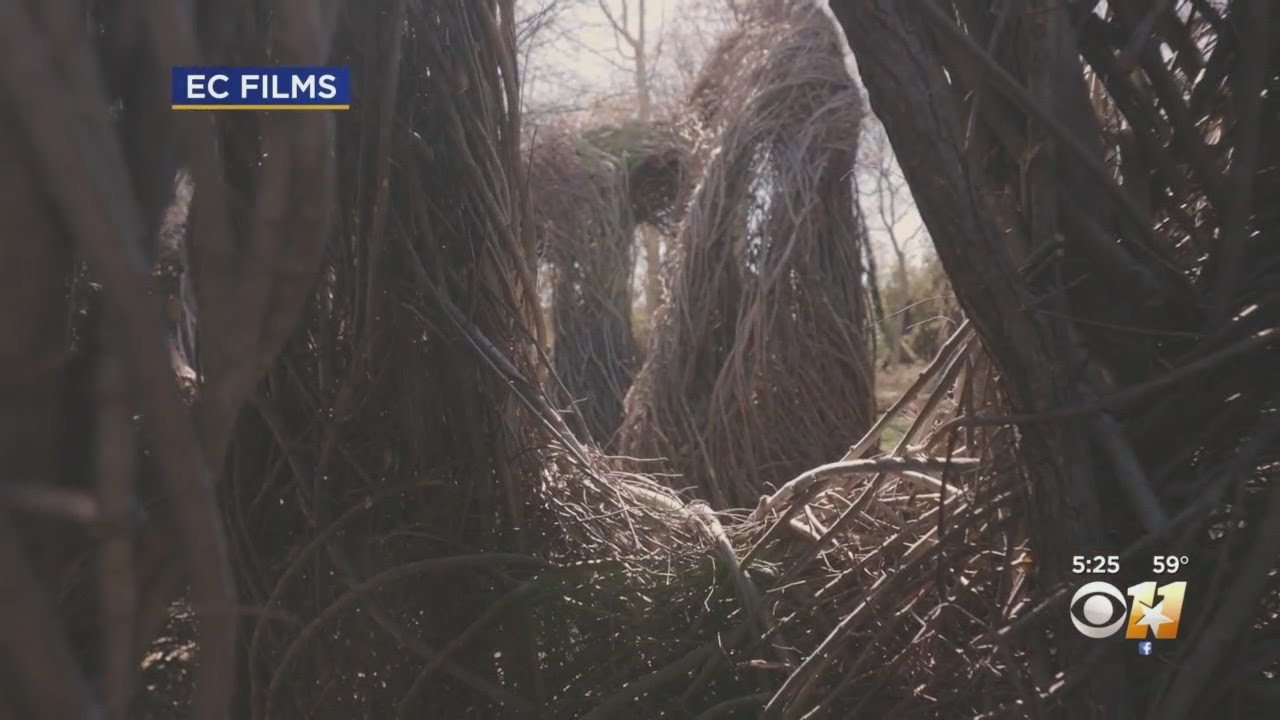 Fort Worth 'Stickwork' Art Display Shows Beauty In Natural Surroundings