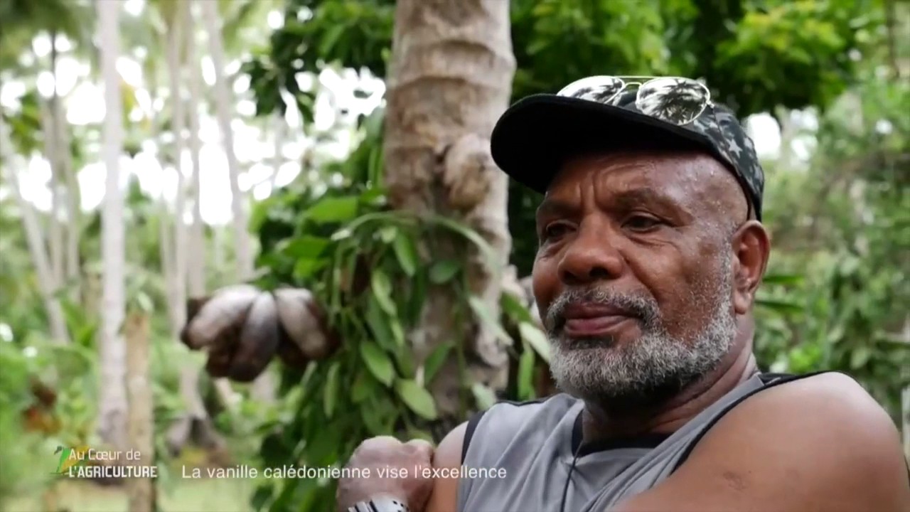 AU COEUR DE L'AGRICULTURE : La vanille calédonienne vise l'excellence