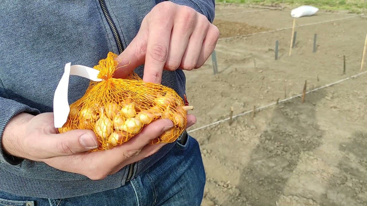 Debreceni Egyetem Közösségi Kert - Dughagyma