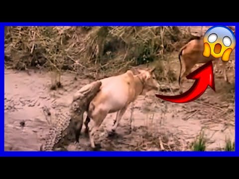 Cuando los animales salvajes atacan a los animales domésticos