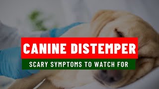 Symptoms of Canine Distemper Symptoms | dog distemper symptoms|