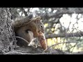 Как едят белки🔥How squirrels eat #Shorts