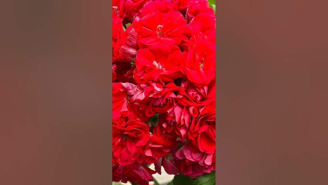 Ю_Анна Каренина Пеларгония - YouTube