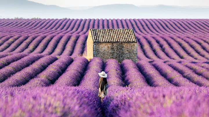 Lavender Fields of the Provence, France (4K Stock) - DayDayNews