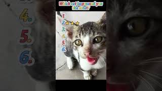 #cat #smartcat #funnycat #catvideo #cats #catlover #clevercat #viralshorts #shorts