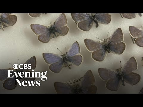 Fetching Butterflies Leak: A Scandal Of Epic Proportions