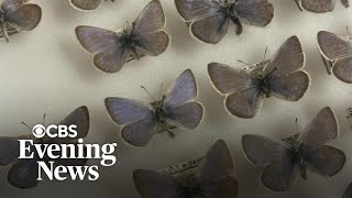 Filling the ecological gap of an extinct butterfly