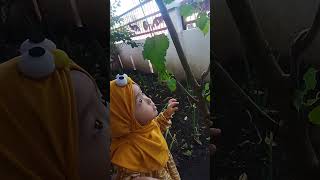 petik murbei #shortvideo