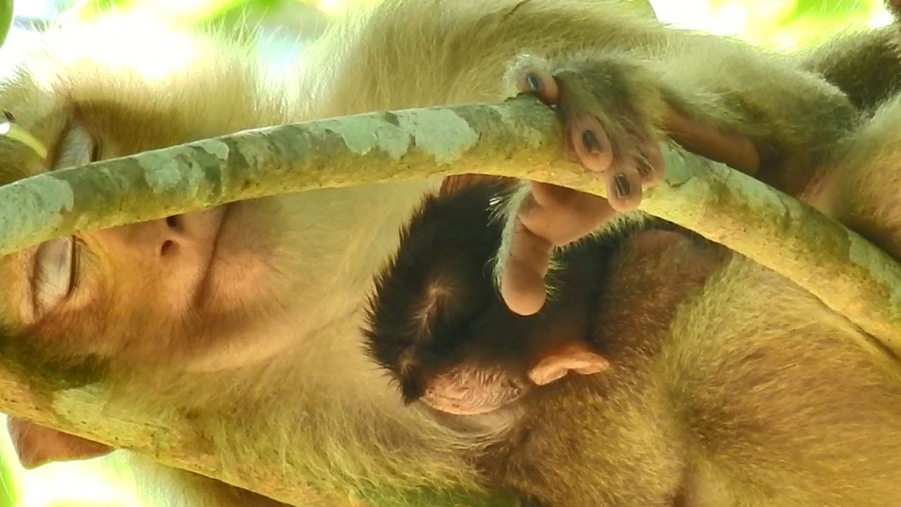 MG! Monkey ROSE Sleeping On Very Long Tree,Hugging Baby REX Firmly,But So Dangerous To See That