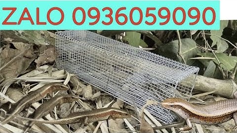 Bẫy rắn mối có ngăn nhốt mồi riêng. Lồng bẫy rắn mối. Bán lồng bẫy rắn mối có ngăn nhốt mồi riêng.