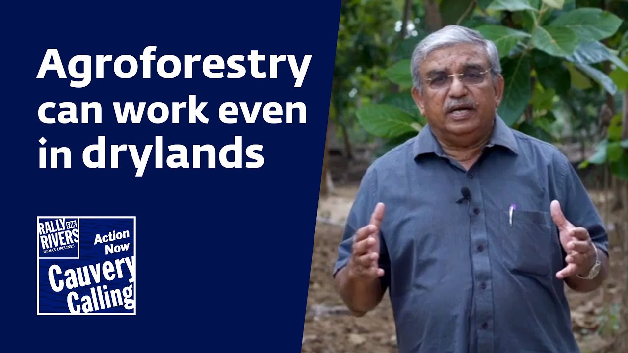 Agroforestry Is Earning Crores For This Farmer By Rally For Rivers Agroforestry Is Earning Crores For This Farmer By Rally For Rivers