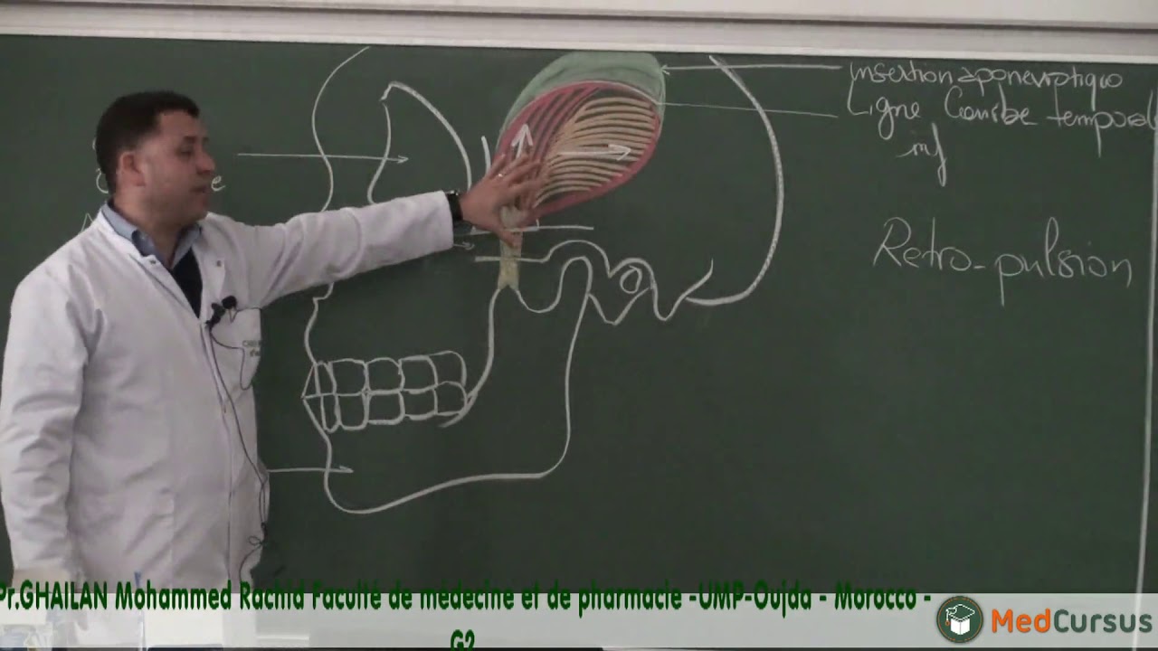 Les muscles Masticateurs - Partie 2 - Pr. GHAILAN  Med  Rachid  Fac de médecine oujda