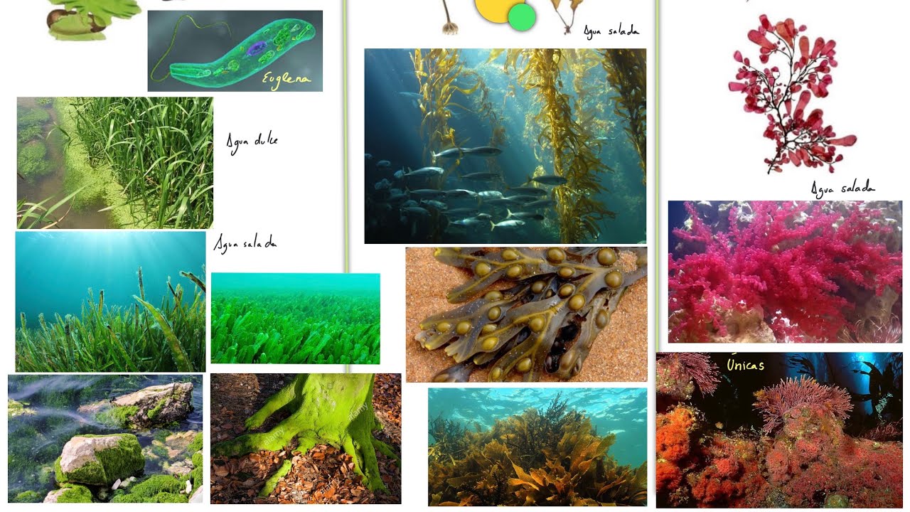 Reinos Monera, Protoctista y Hongos. 1º ESO