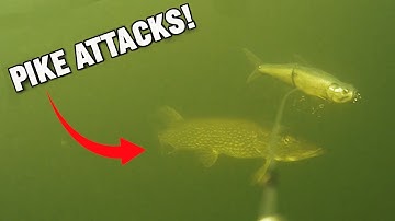Insane Pike Attacks - 2025 Compilation, Part 1 (Custom Lures & Swimbaits)