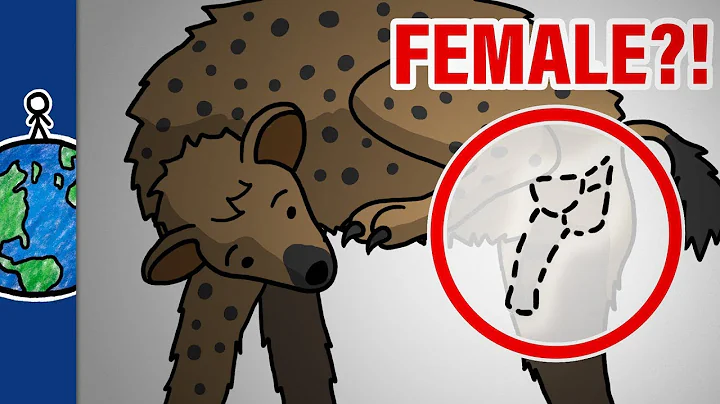Why Do Female Hyenas Have Pseudo-Penises?! - DayDayNews