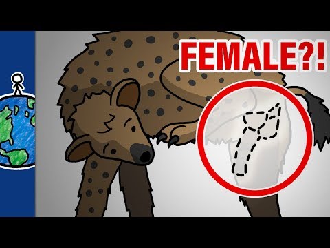 Why Do Female Hyenas Have Pseudo-Penises?!