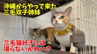 【沖縄っ子12便隊】三毛猫双子姉妹が可愛すぎる!（オマケはおふお）