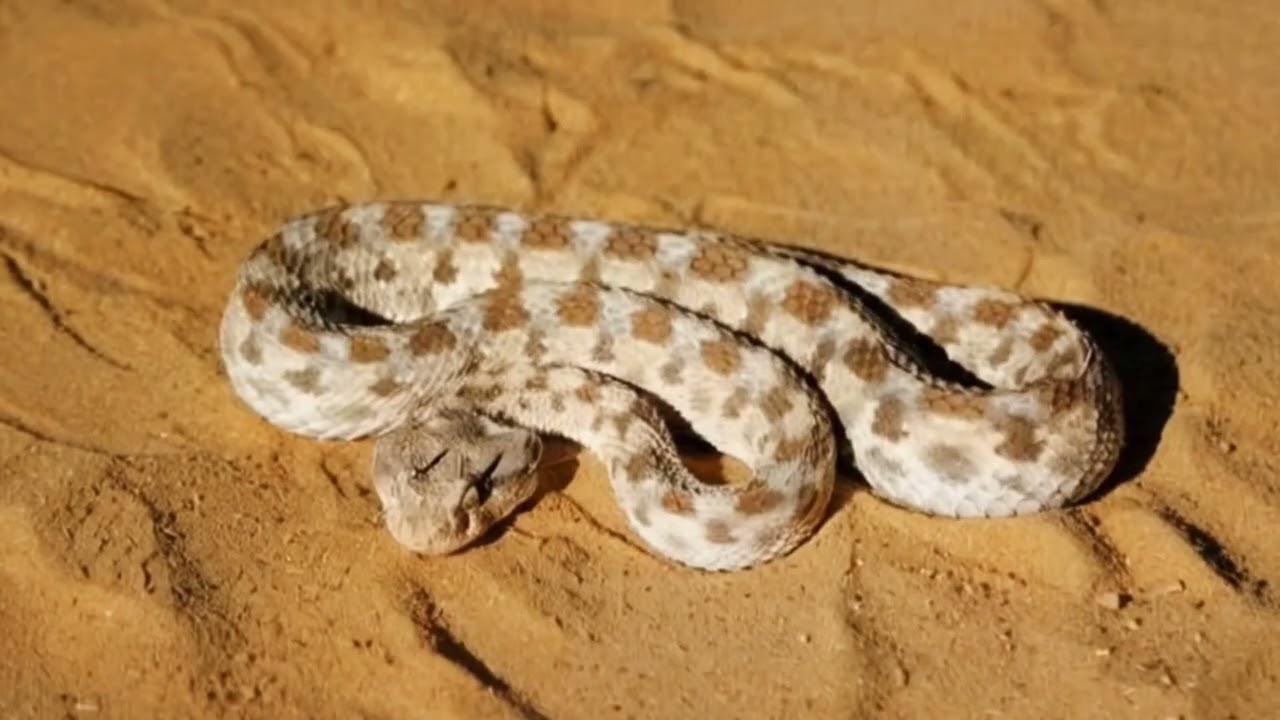 The Horned Viper: Master of Camouflage in Arid Environments