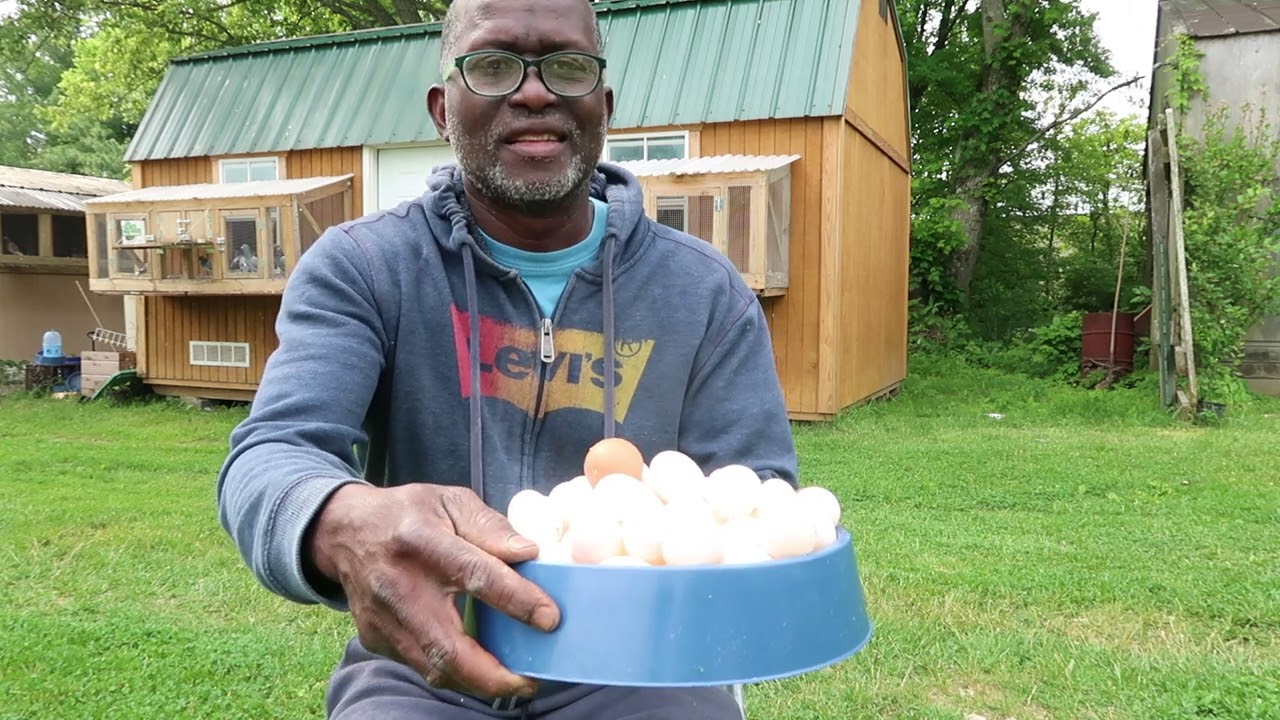 You Wouldn't Believe These Pigeons.