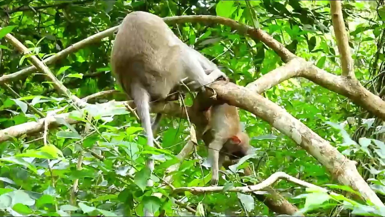 Monkey Grab In Cambodia Good All Monkeys In Khmer 