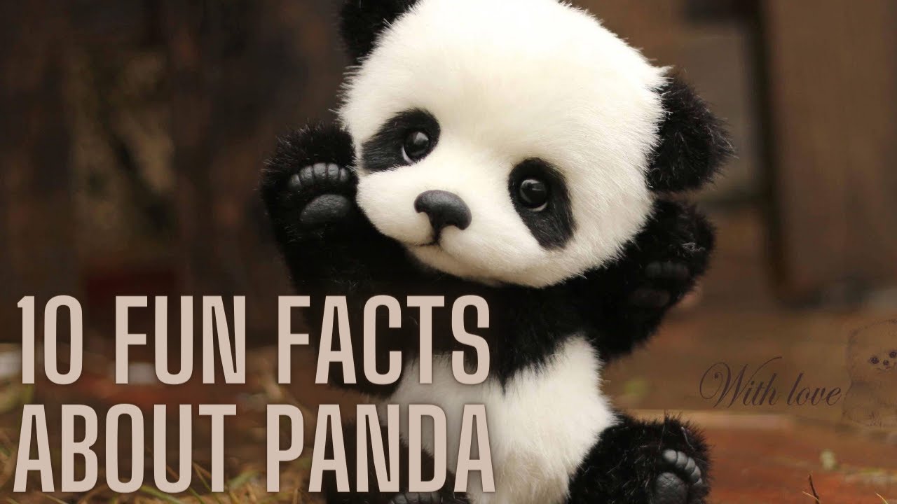 10 Fun Facts About Panda - YouTube
