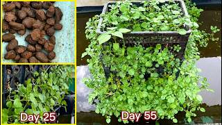 How to grow watercress from seeds | New growing method