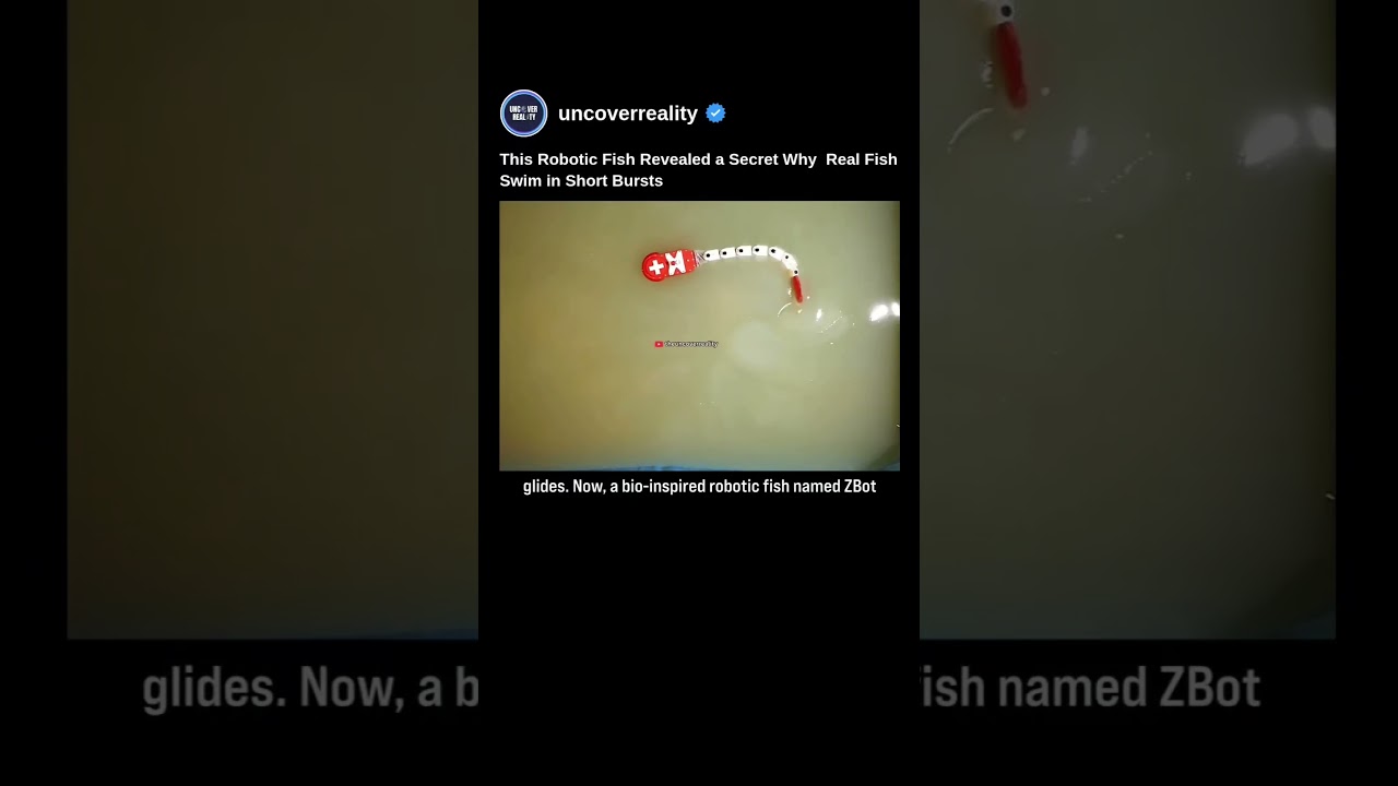 This Robotic Fish Revealed a Secret Why Real Fish Swim in Short Bursts 