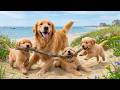 12 Hours of Calming Music for Dogs 💖 Dog Music 🐾 Dog Videos with Gentle Relaxing Sounds