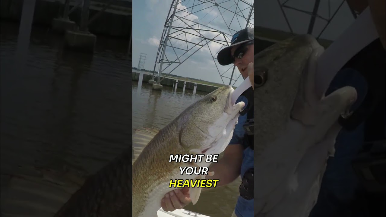 Caught a 30-Inch Monster Redfish on a Swimming Mullet