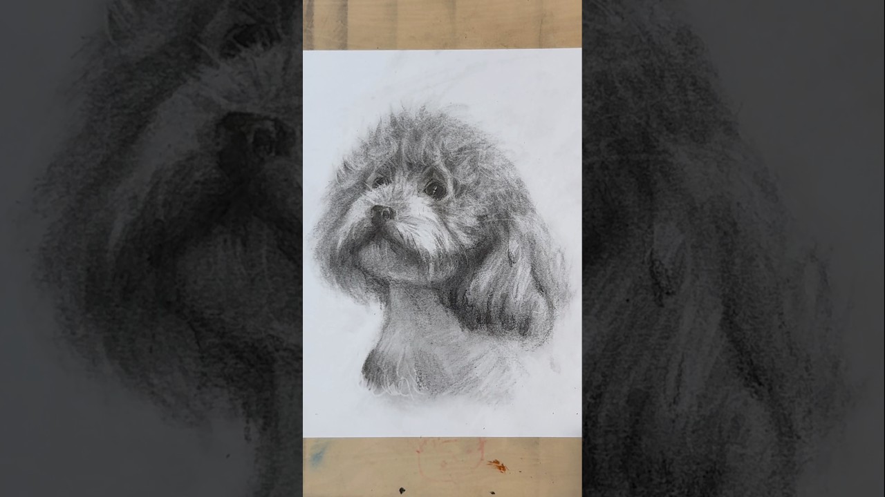 Dog Fur Drawing Process - Charcoal Sketch