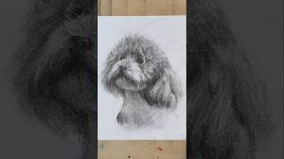 Dog Fur Drawing Process - Charcoal Sketch#charcoal #drawing #tutorial #process #beginnerarttips Dog Fur Drawing Process - Charcoal Sketch#charcoal #drawing #tutorial #process #beginnerarttips