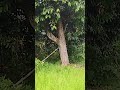 menengok tempat bermain saat masih kecil di kampung bapak sungguh sangat menyentuh hati dan kenangan