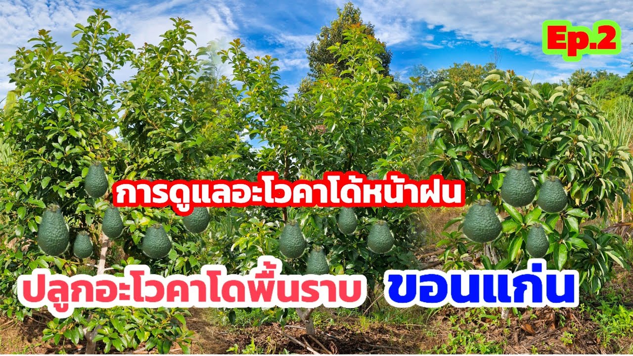 ปลูกอะโวคาโดพื้นที่ราบภาคอีสาน| #ติดตามการปลูกอะโวคาโดดินเหนียวก้นบ่ออายุ2ปีเตรียมทำผลปลายปี #Ep.2