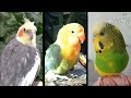 Trzy najtańsze papugi - cz. 2 - pielęganacja i wychowanie