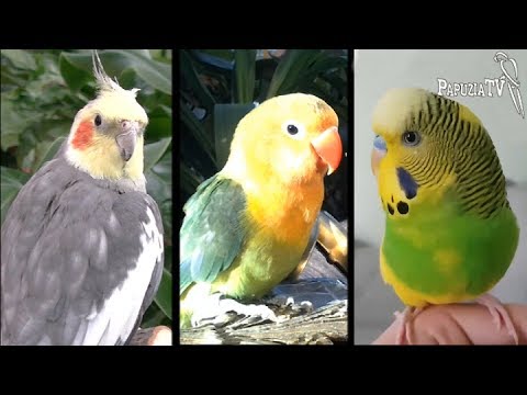 Wideo: Karmienie i ćwiczenie papugi Pionus