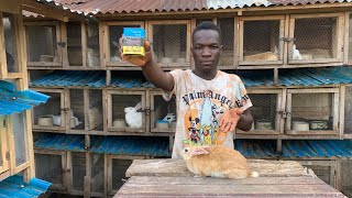 How To Cure Mange Disease Rabbit Farming