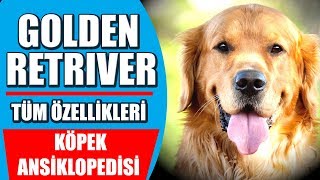 Golden Retriever Ve Tum Ozellikleri Kopek Ansiklopedisi Youtube