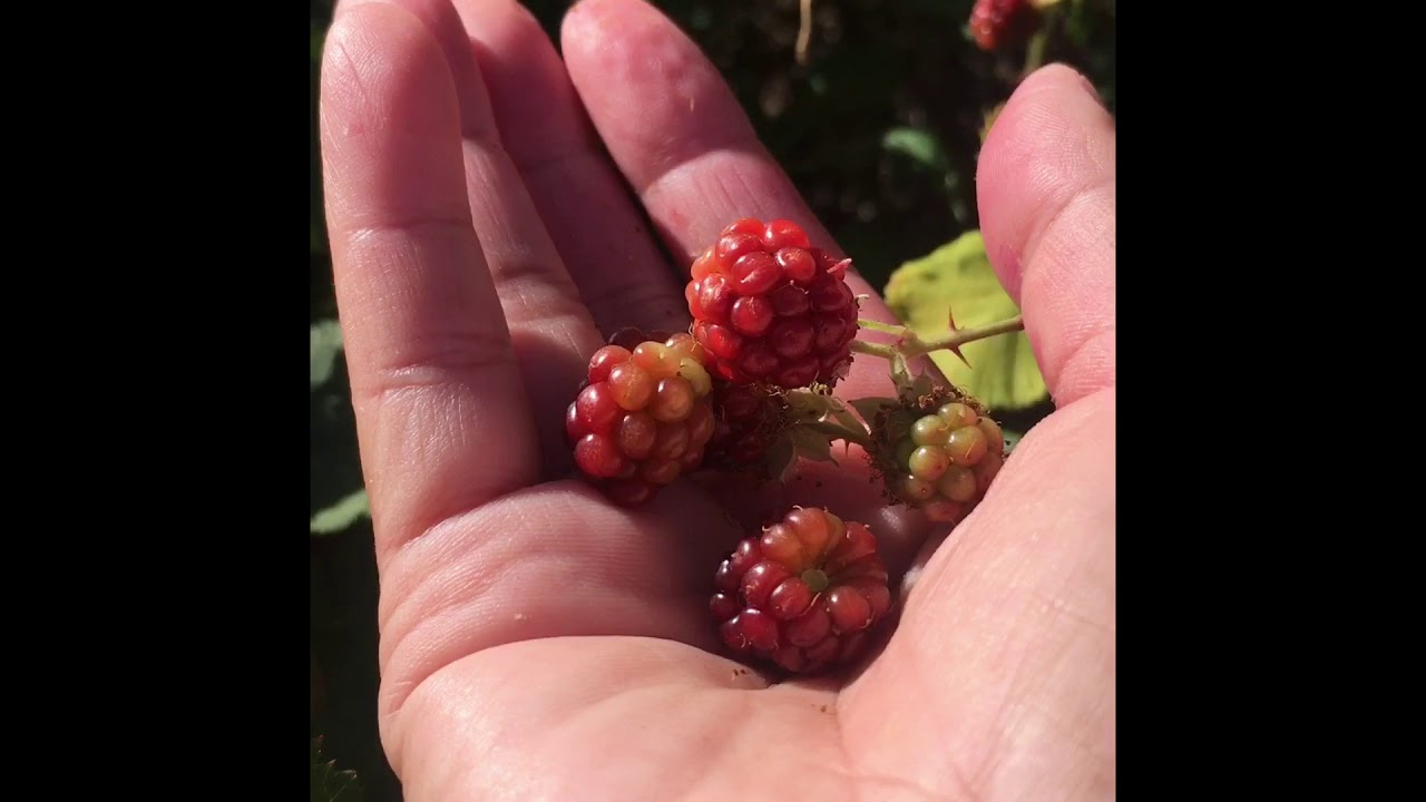 FOOD ADVENTURE "PICKING WILD BERRIES" YouTube