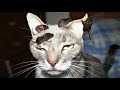 BEST Funny cat videos 2023😆 Funny animal videos - Funny animals for March 2023