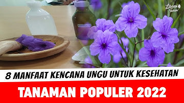 8 Manfaat Bunga Kencana Ungu untuk Kesehatan – Tanaman Hias Populer 2022
