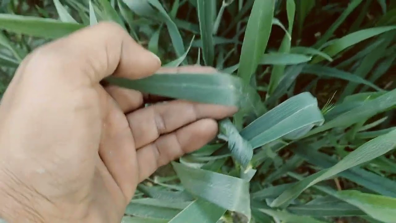 Vermicompost in Wheat Farming | सही मात्रा कितनी होनी चाहिए?