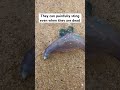 #МЕДУЗА#АВСТРАЛИЯ#ПЛЯЖ#жизньвавстралии#море#jellyfish#bluebottle#beachlife#sea#aussielife#australia